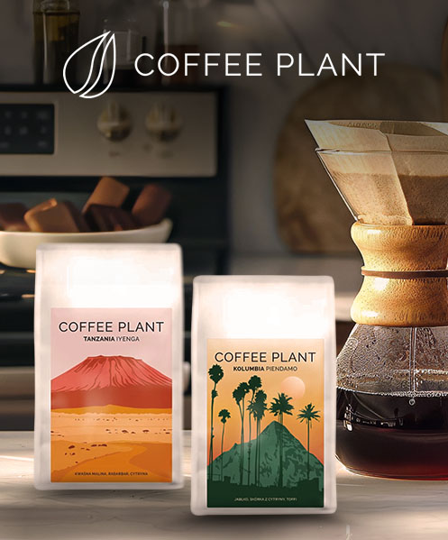 Kawy Coffee Plant