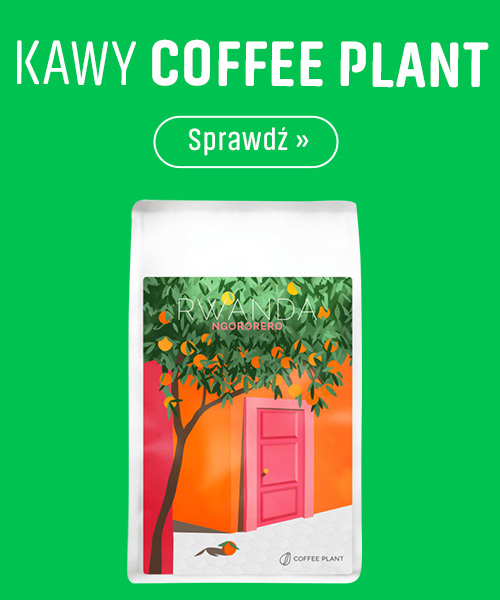 Kawy Coffee Plant
