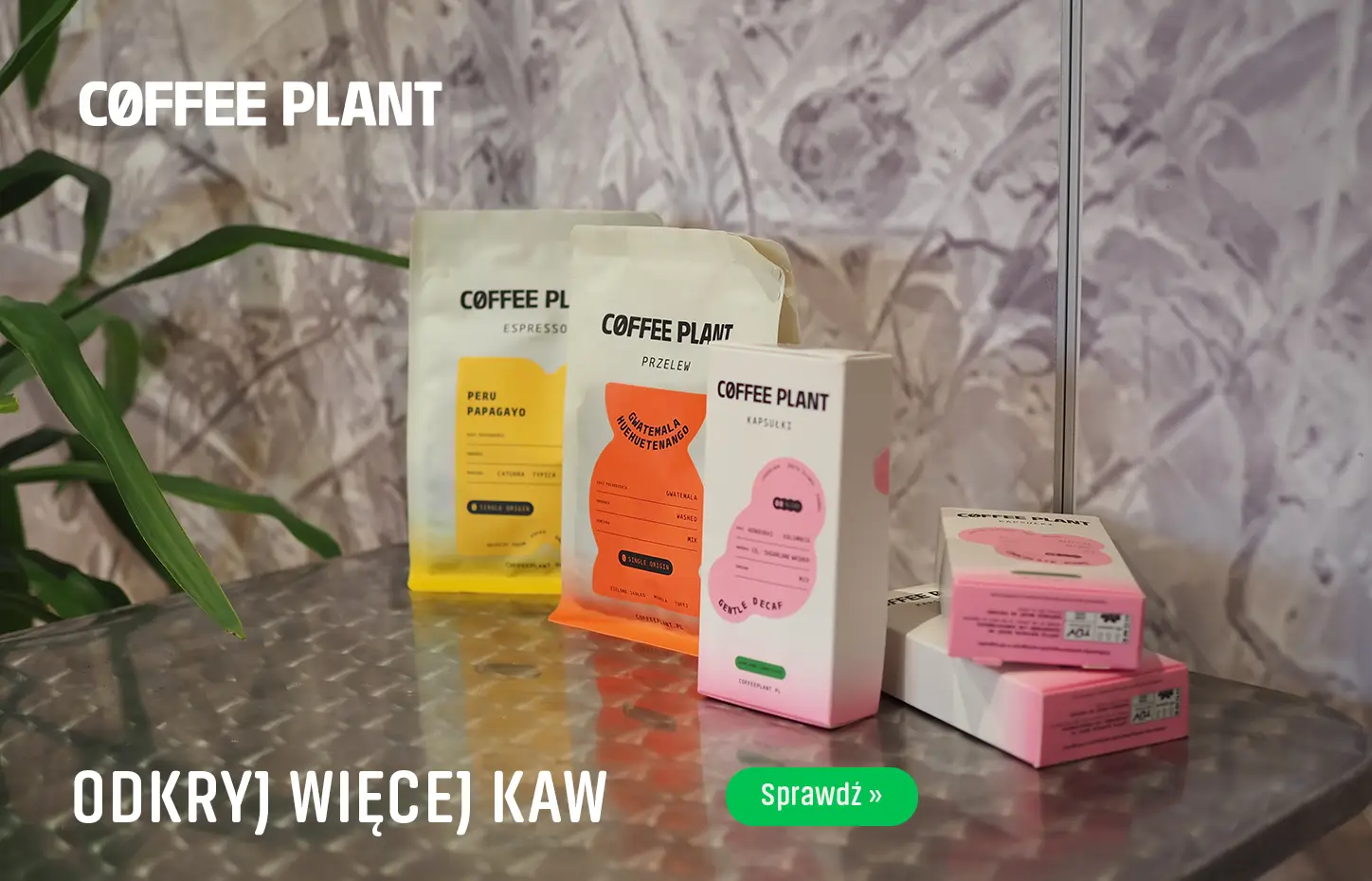 Kawy COFFEE PLANT