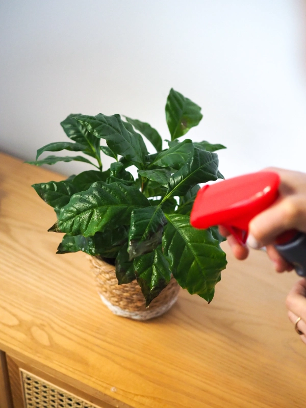 Jak dbać o drzewko kawowca w domu