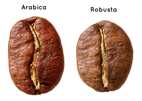 Arabika i Robusta