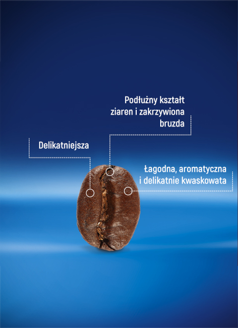 Ziarno arabica