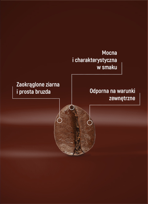 Ziarno robusta
