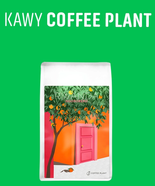 Coffee Plant