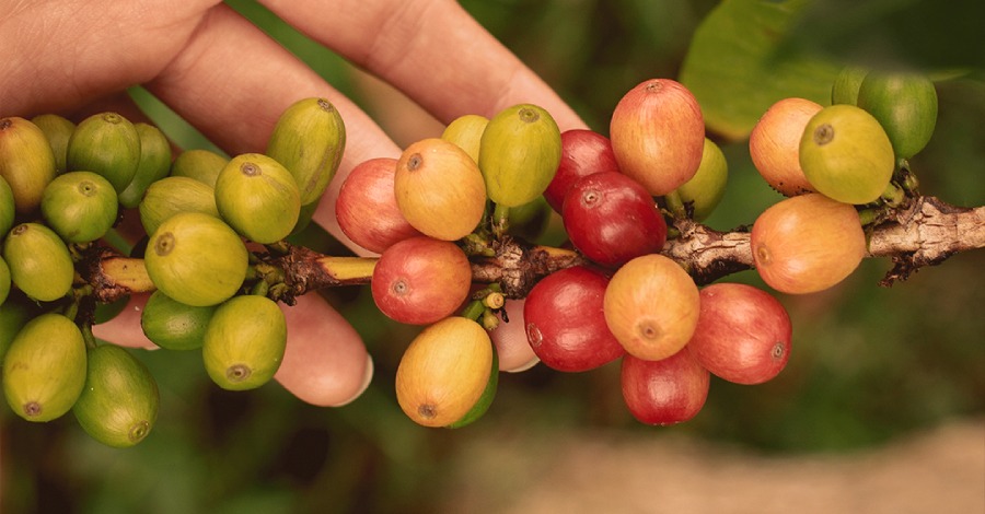 Odmiany kawy - Arabica Bourbon
