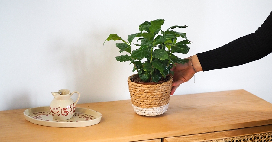 Kawa w doniczce - jak uprawiać kawowca w domu?