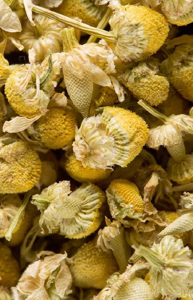 Herbata ziołowa Dammann Camomille - rumianek 21 saszetek