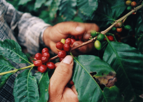 Kawa ziarnista NEXO Coffee Puro Brazil 1kg