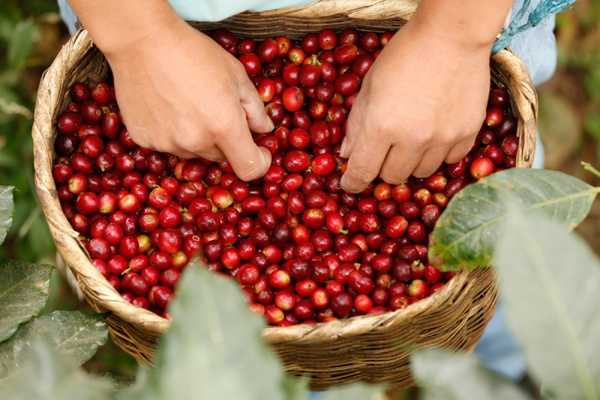 Kawa ziarnista NEXO Coffee Prime 1kg