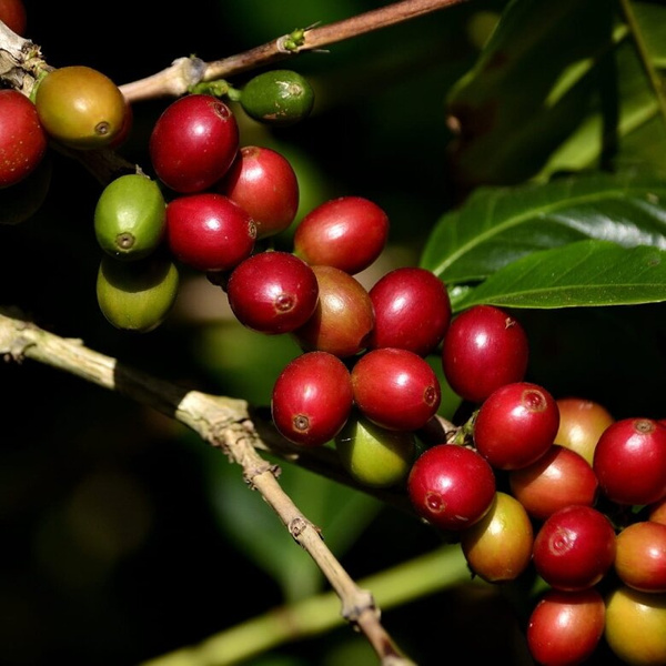 Kawa ziarnista ZAO Coffee Etiopia Sebseb Aba Mecha 250g – NIEDOSTĘPNY