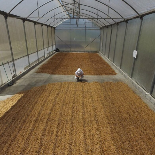 Kawa ziarnista ZAO Coffee Kostaryka Palmichal Filtr 250g – NIEDOSTĘPNY