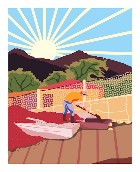 Butterworth & Son Guatemala El Carrizal 250g - NIEDOSTĘPNY 