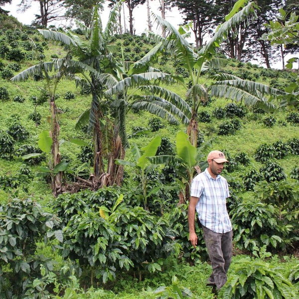 Kawa ziarnista ZAO Coffee Kostaryka Palmichal Filtr 250g – NIEDOSTĘPNY